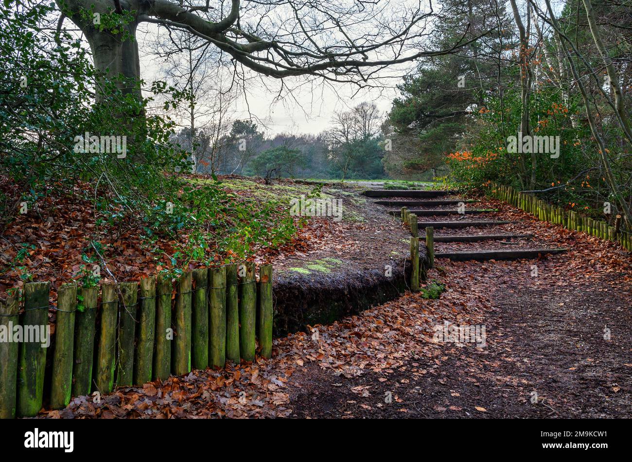 Keston Common vicino al villaggio di Keston in Kent, Regno Unito. Un sentiero che conduce su alcuni gradini. Visto in inverno vicino al Keston Stagni. Foto Stock
