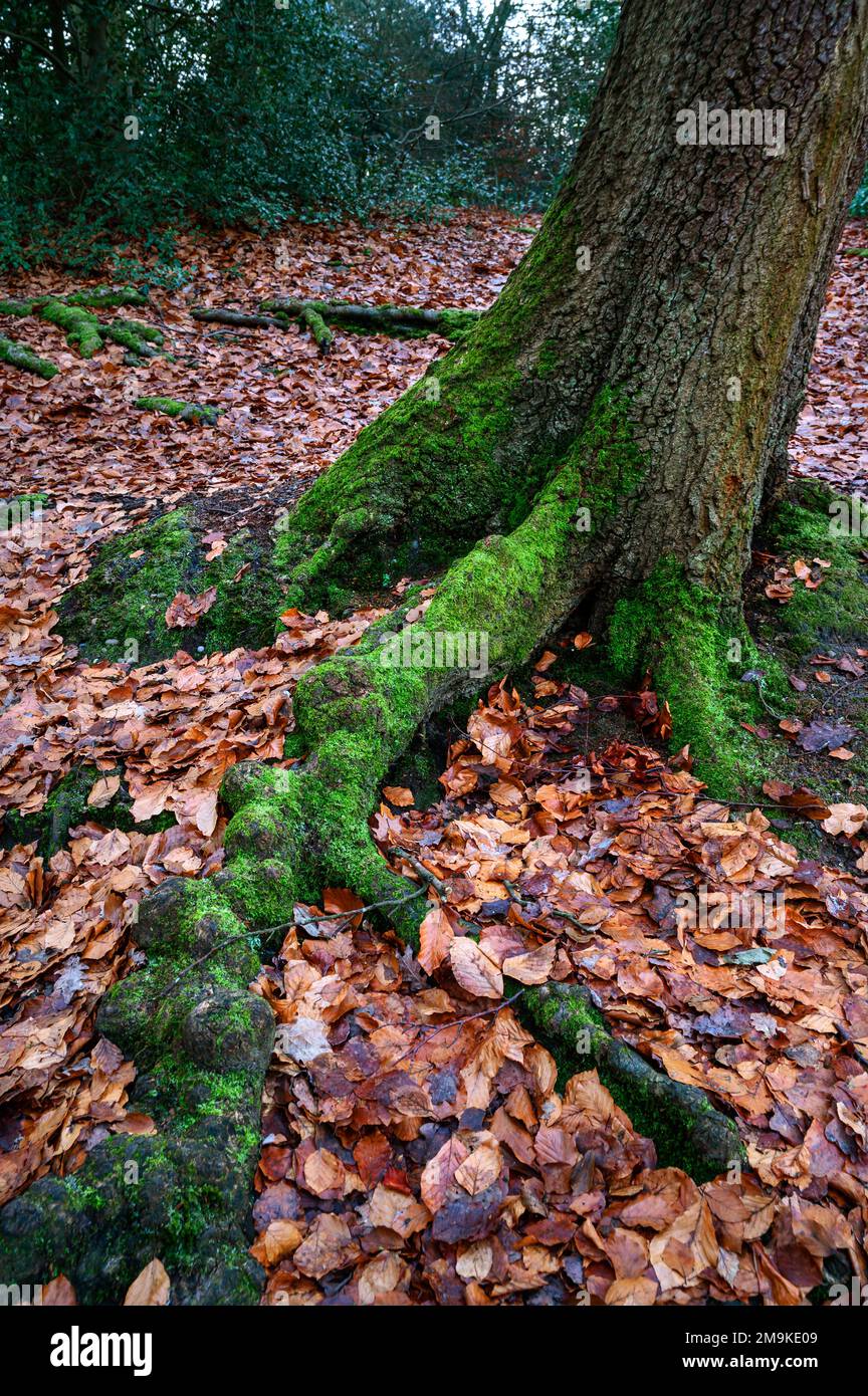 Keston Common vicino al villaggio di Keston in Kent, Regno Unito. Le radici dell'albero ricoperte di muschio verde e circondate da foglie rosse. Visto in inverno. Foto Stock