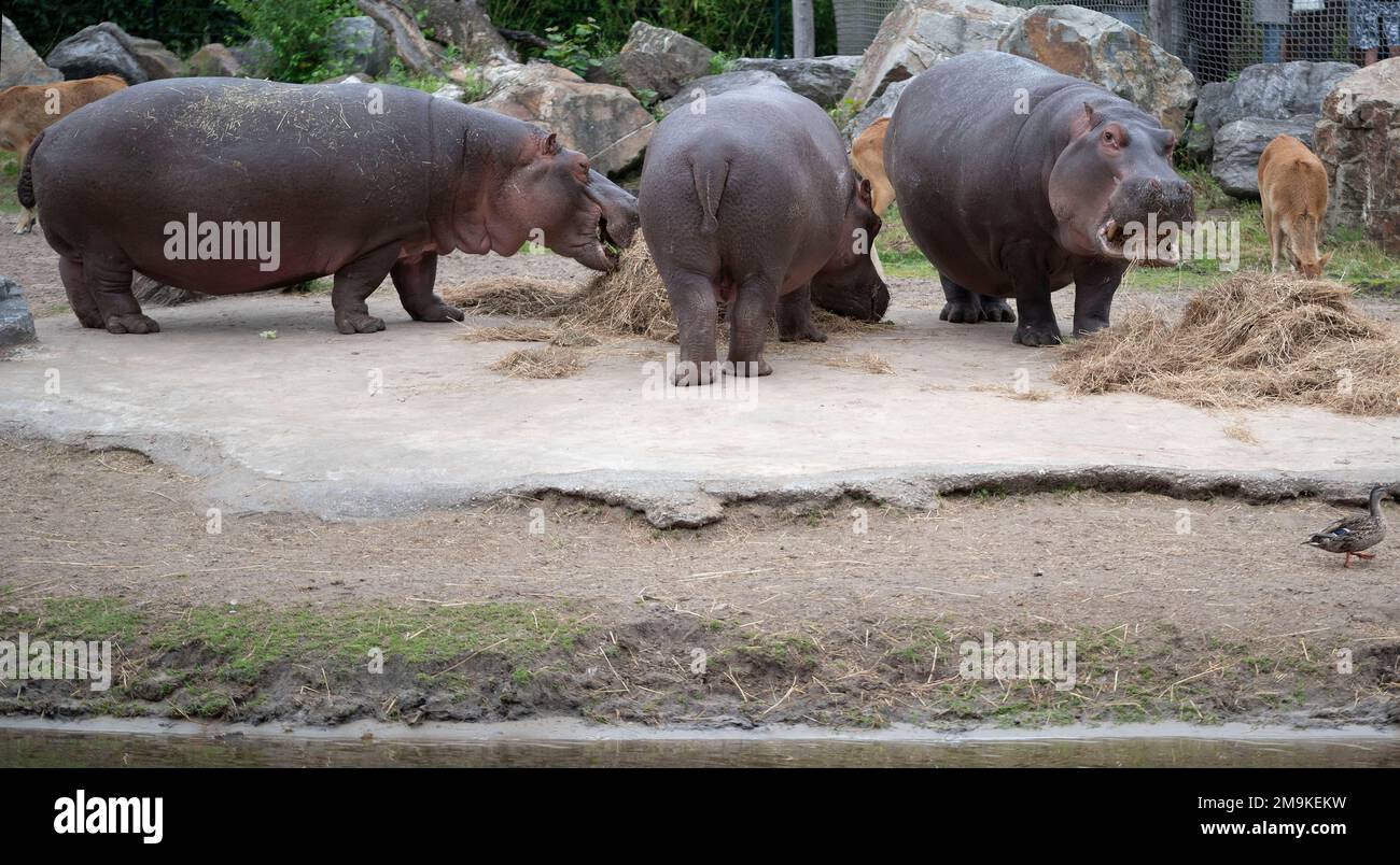 Ippopotamo allo zoo mangiare piante su cemento. Foto Stock