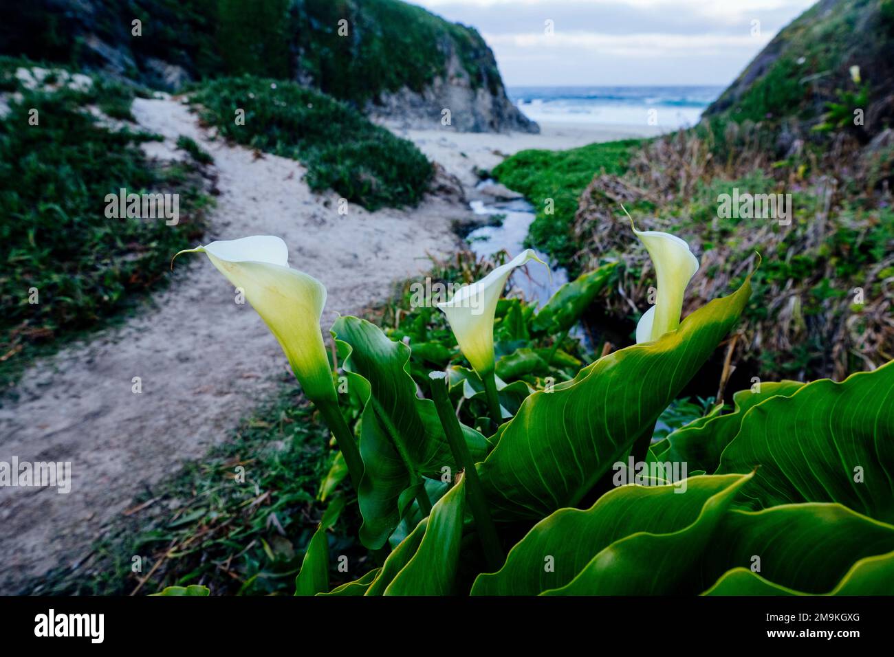 Gruppo di gigli di Calla (Zantedeschia) e sentiero per la spiaggia Foto Stock