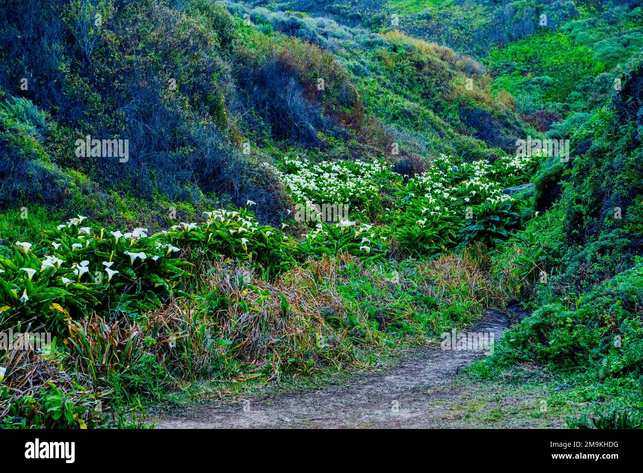 Campo di gigli di calla (Zantedeschia) tra colline Foto Stock