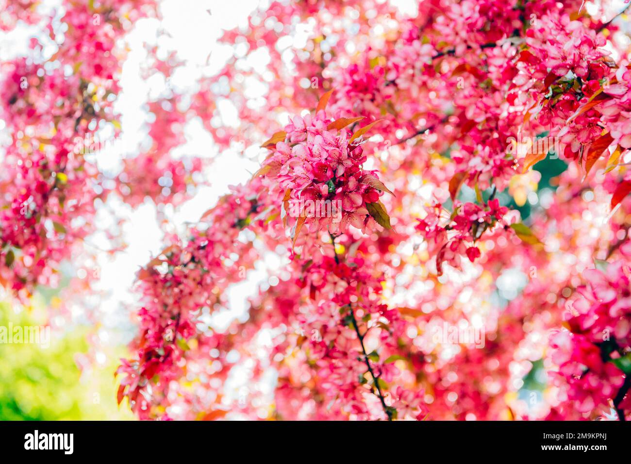 Rametti rosa di ananas in fiore in primavera Foto Stock