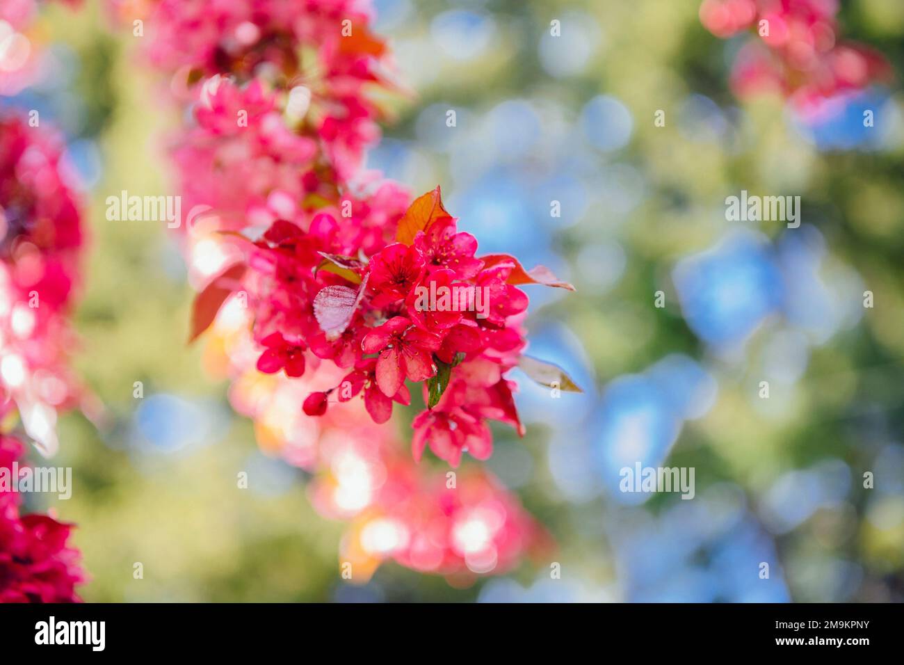 Primo piano del ramo di ananas in fiore in primavera Foto Stock