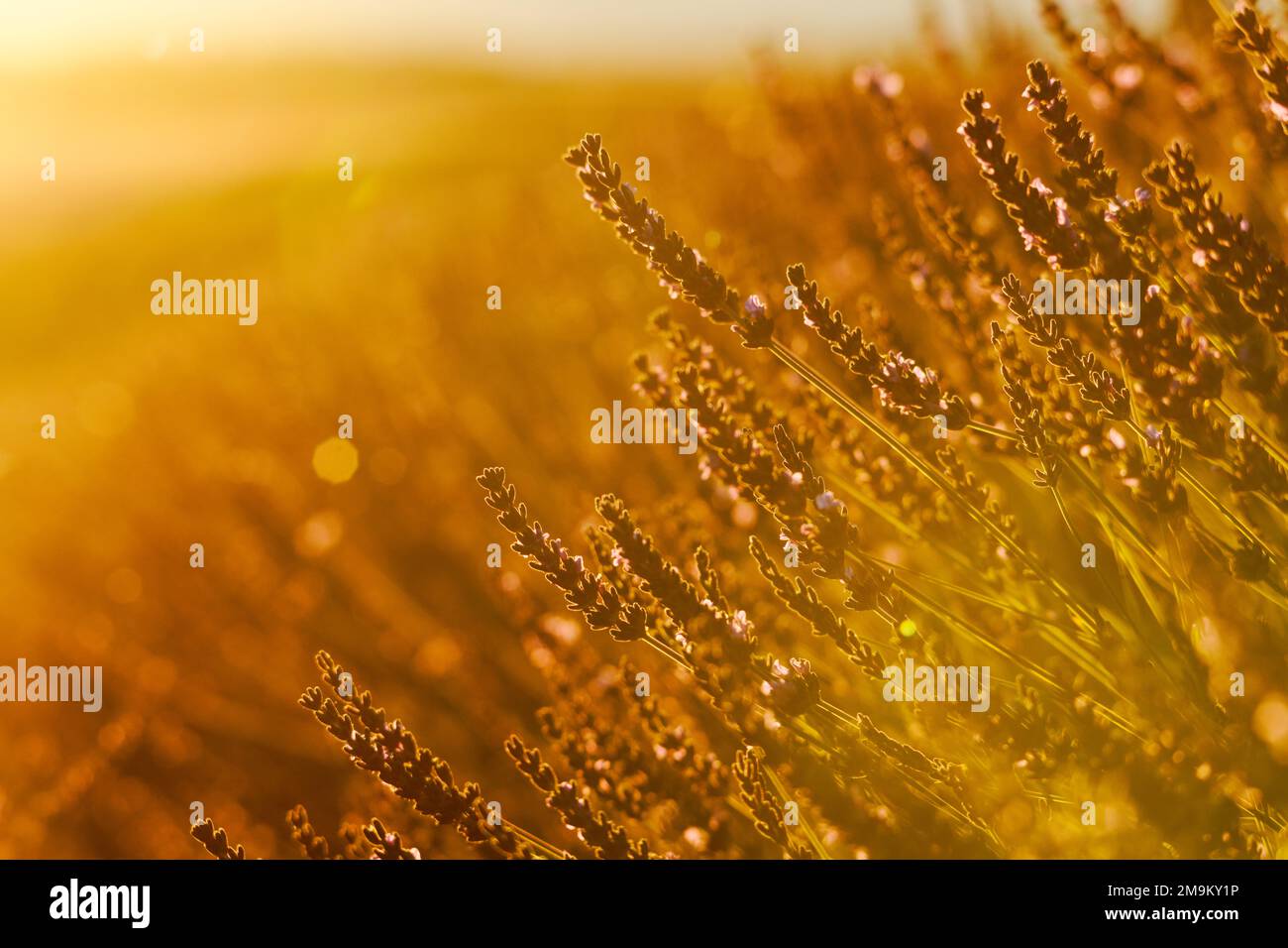 Primo piano di lavanda nella giornata di sole, Provenza, Francia Foto Stock