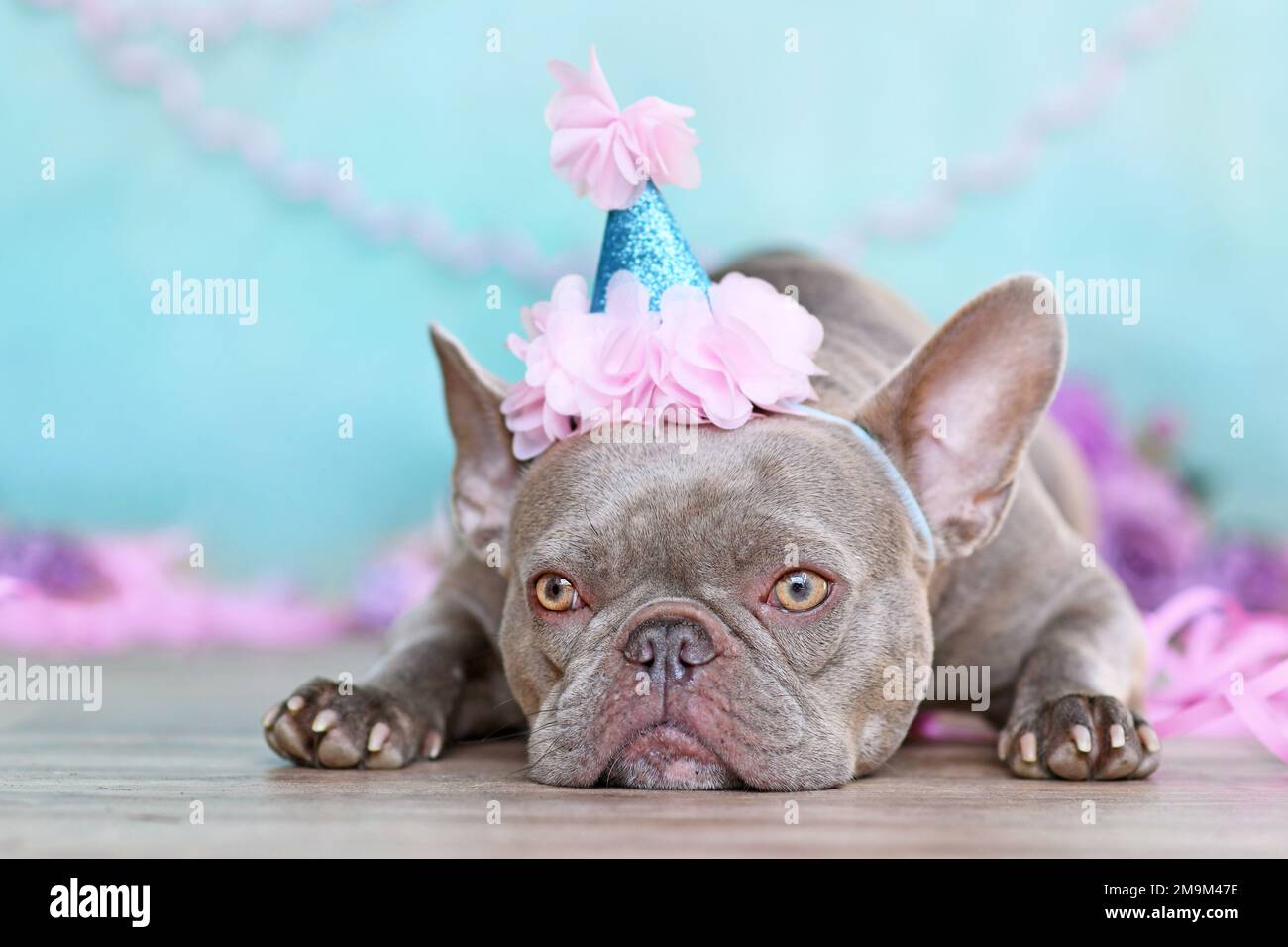 Cane Bulldog francese con grazioso cappello di compleanno accanto a streamers viola di fronte a sfondo blu Foto Stock