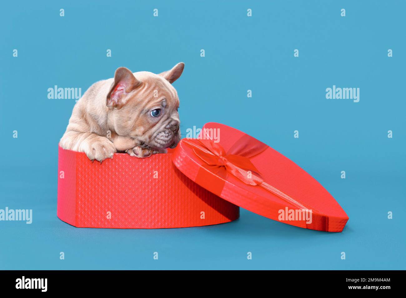 Carino cucciolo di San Valentino. Cane Bulldog francese in scatola regalo a  forma di cuore su sfondo blu Foto stock - Alamy