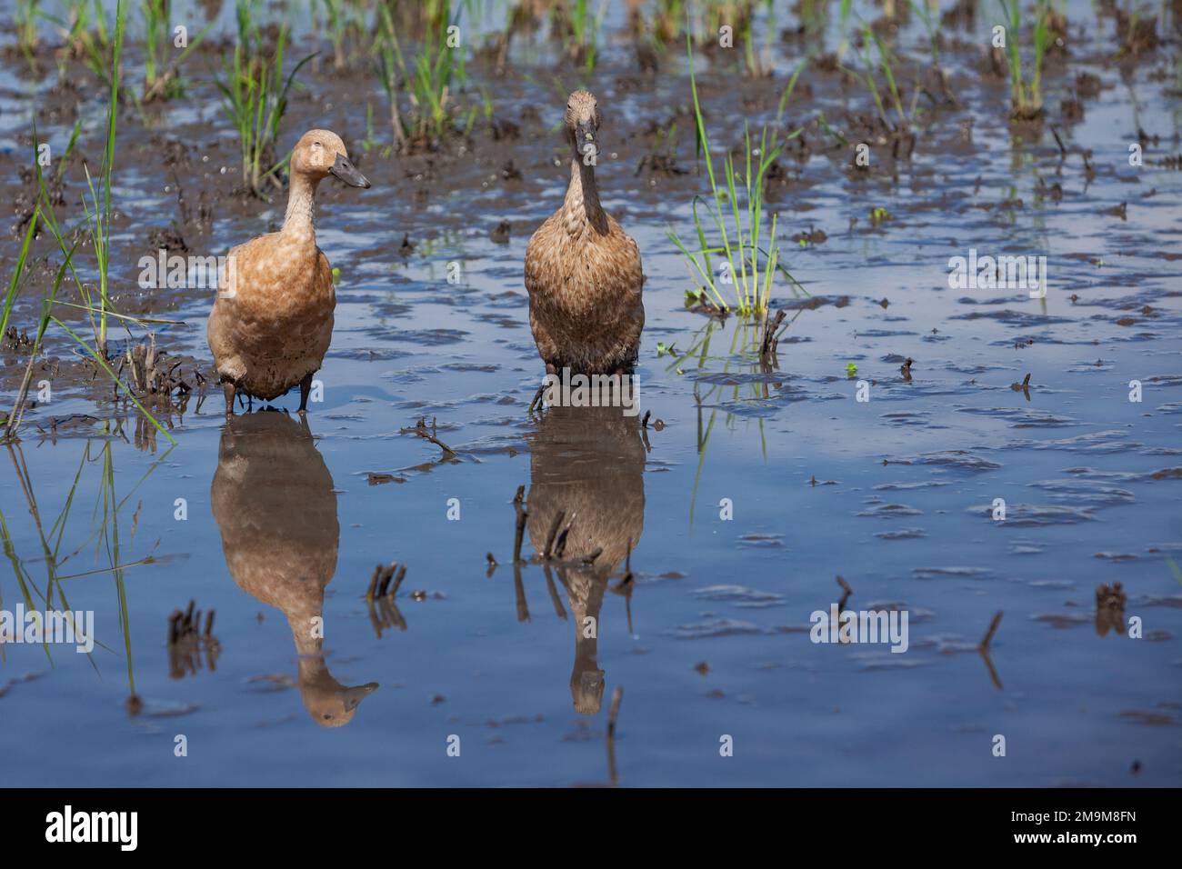 Gregge di anatre domestiche in risaie balinesi che mangiano alghe e insetti parassiti Foto Stock