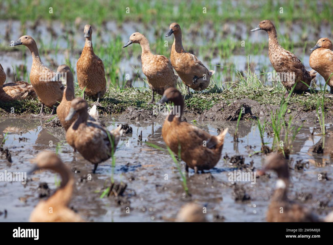 Gregge di anatre domestiche in risaie balinesi che mangiano alghe e insetti parassiti Foto Stock