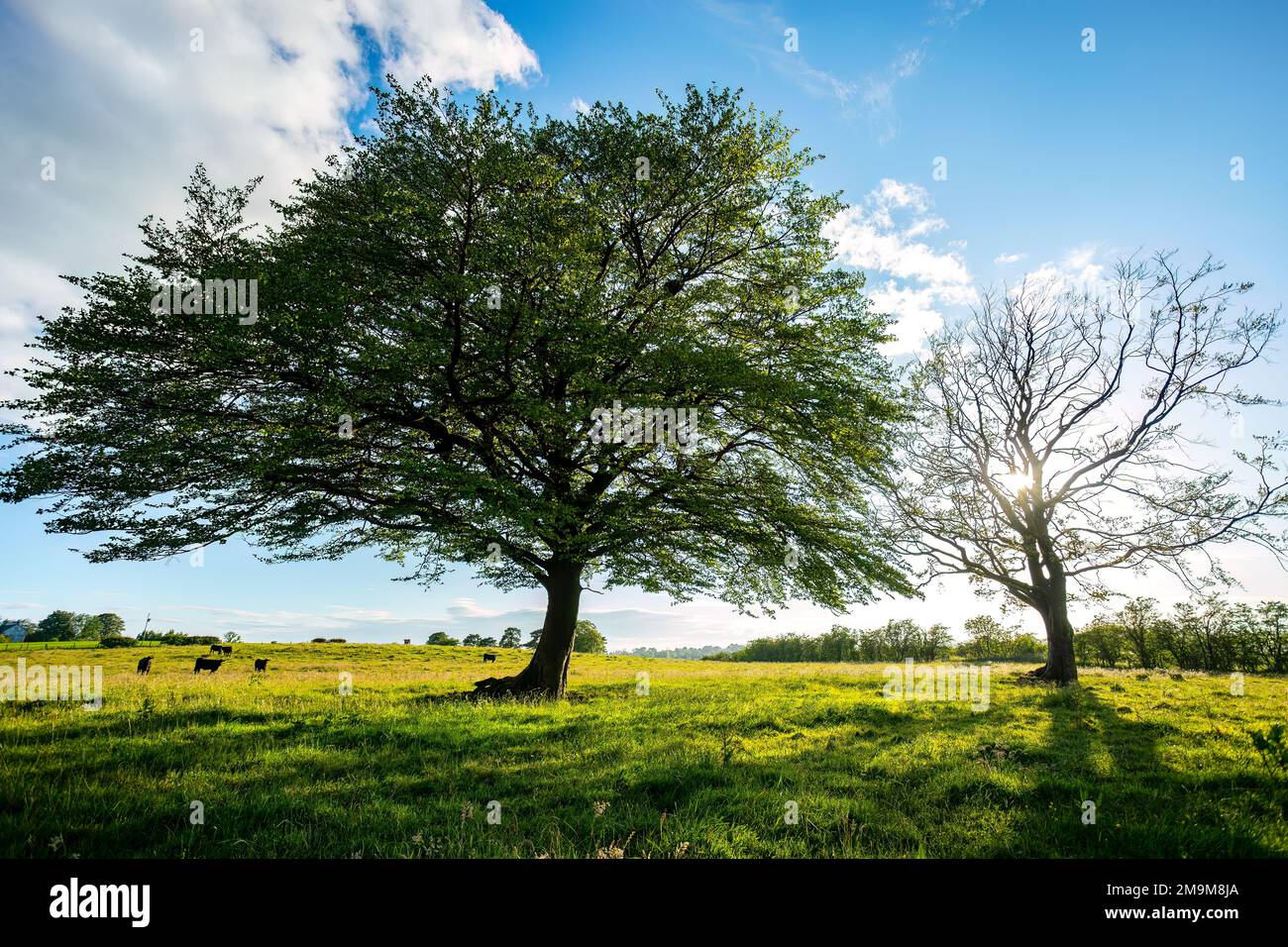 Alberi e cielo estivo in Scozia, Regno Unito Foto Stock