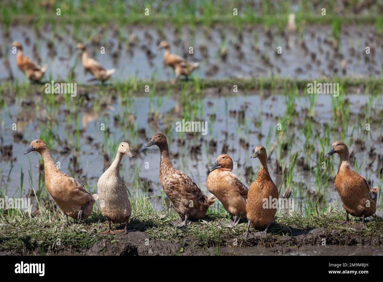 Gregge di anatre domestiche in risaie balinesi che mangiano alghe e insetti parassiti Foto Stock