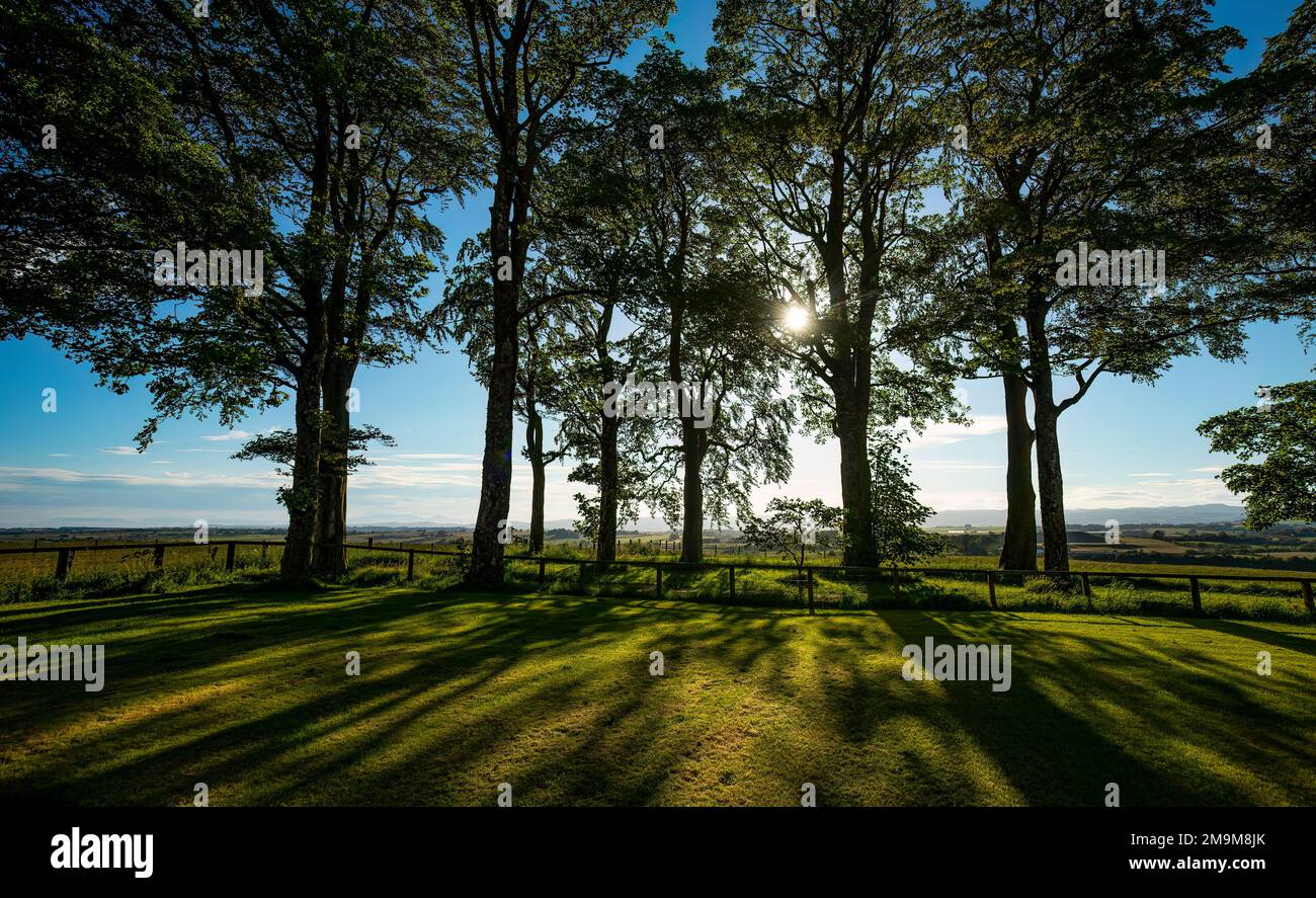 Alberi e cielo estivo in Scozia, Regno Unito Foto Stock