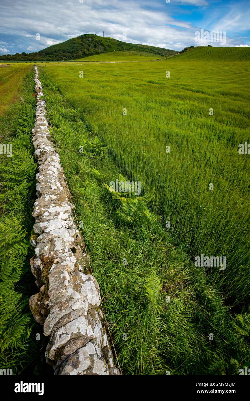 Muro di pietra in prato, Rothesay, Isola di Bute, Scozia, Regno Unito Foto Stock