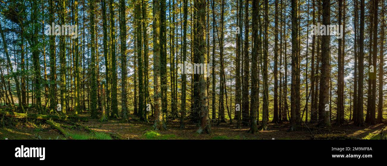 Alberi in Spruce boschetto, Scozia, Regno Unito Foto Stock