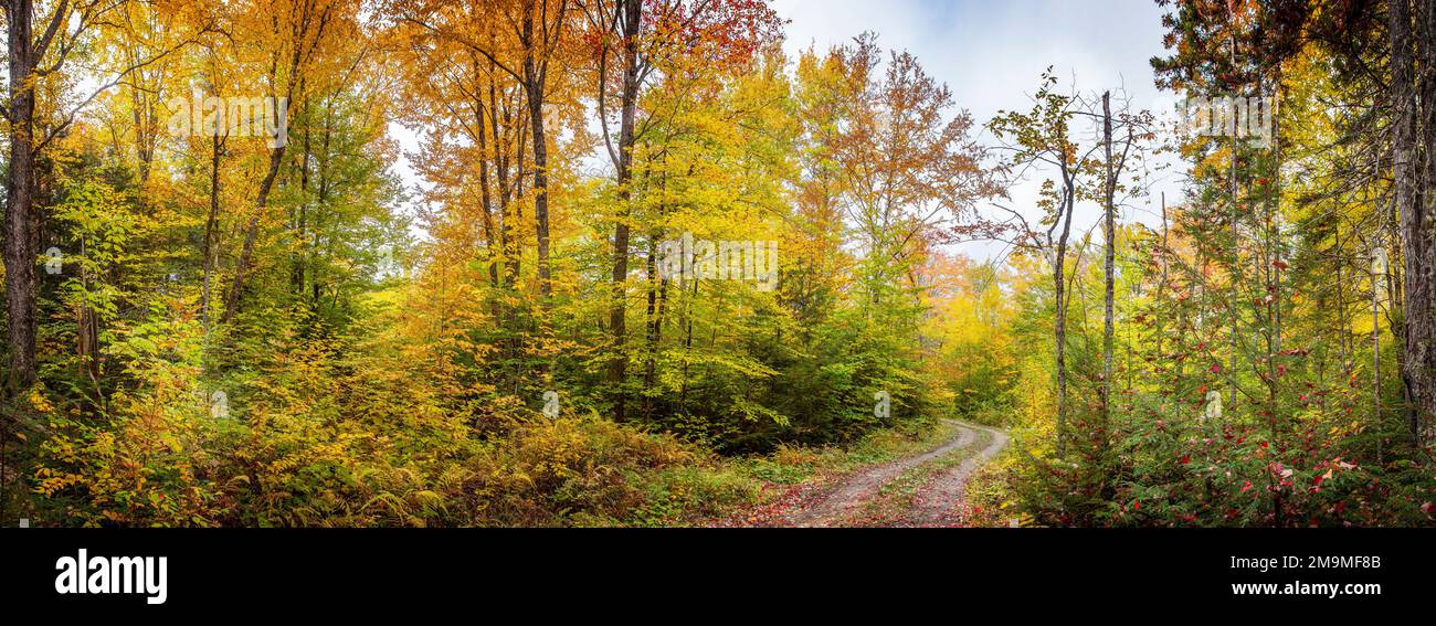 Strada sterrata nella foresta, Millnocket, Maine, USA Foto Stock