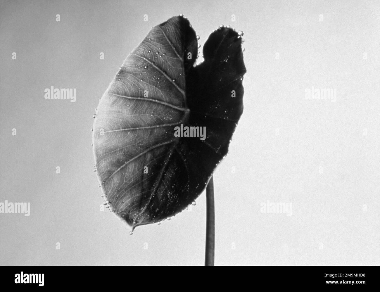 Fotografia in bianco e nero con ripresa in studio di foglie e steli su sfondo bianco Foto Stock