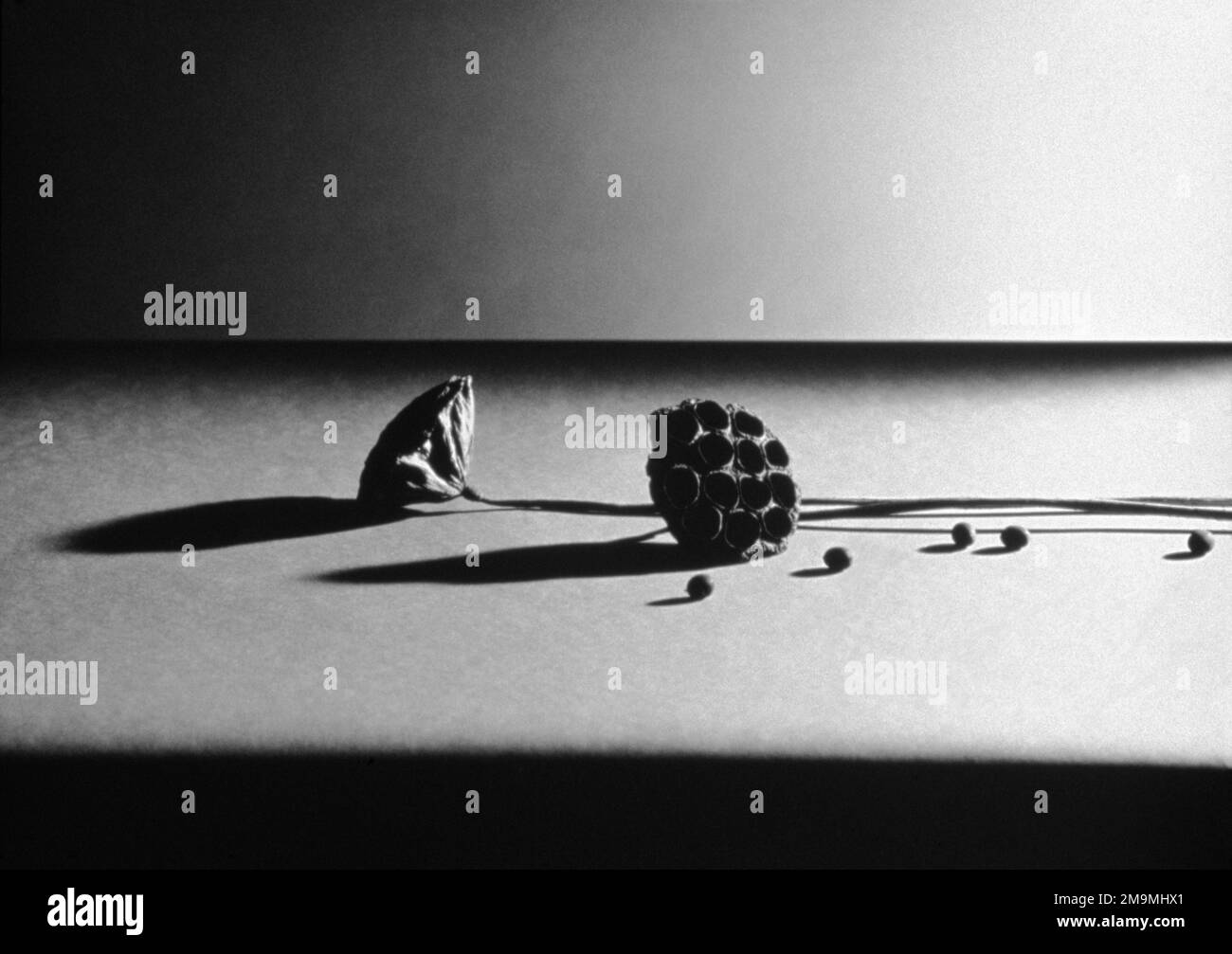 Foto studio in bianco e nero di baccelli di semi sul tavolo su sfondo bianco Foto Stock