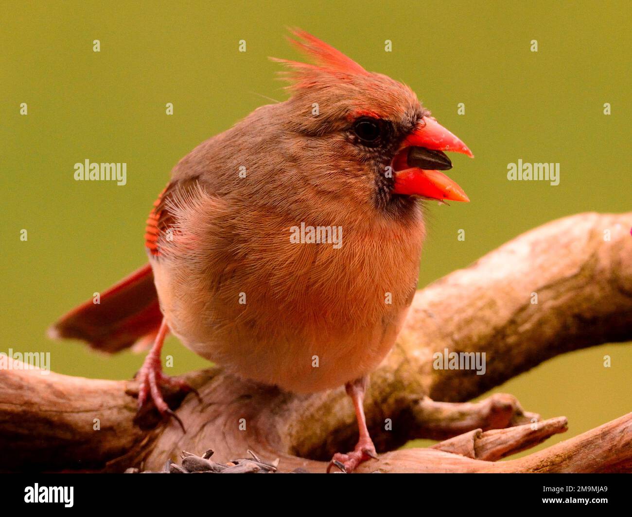 Un primo piano di un carino cardinale settentrionale arroccato su un ramo con sfondo sfocato Foto Stock