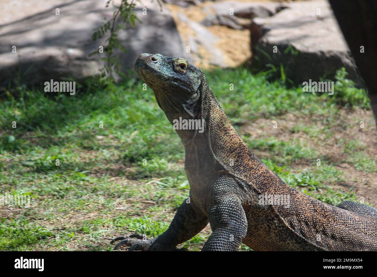 Una lucertola di drago di Komodo vicino alle rocce nello zoo Foto stock -  Alamy