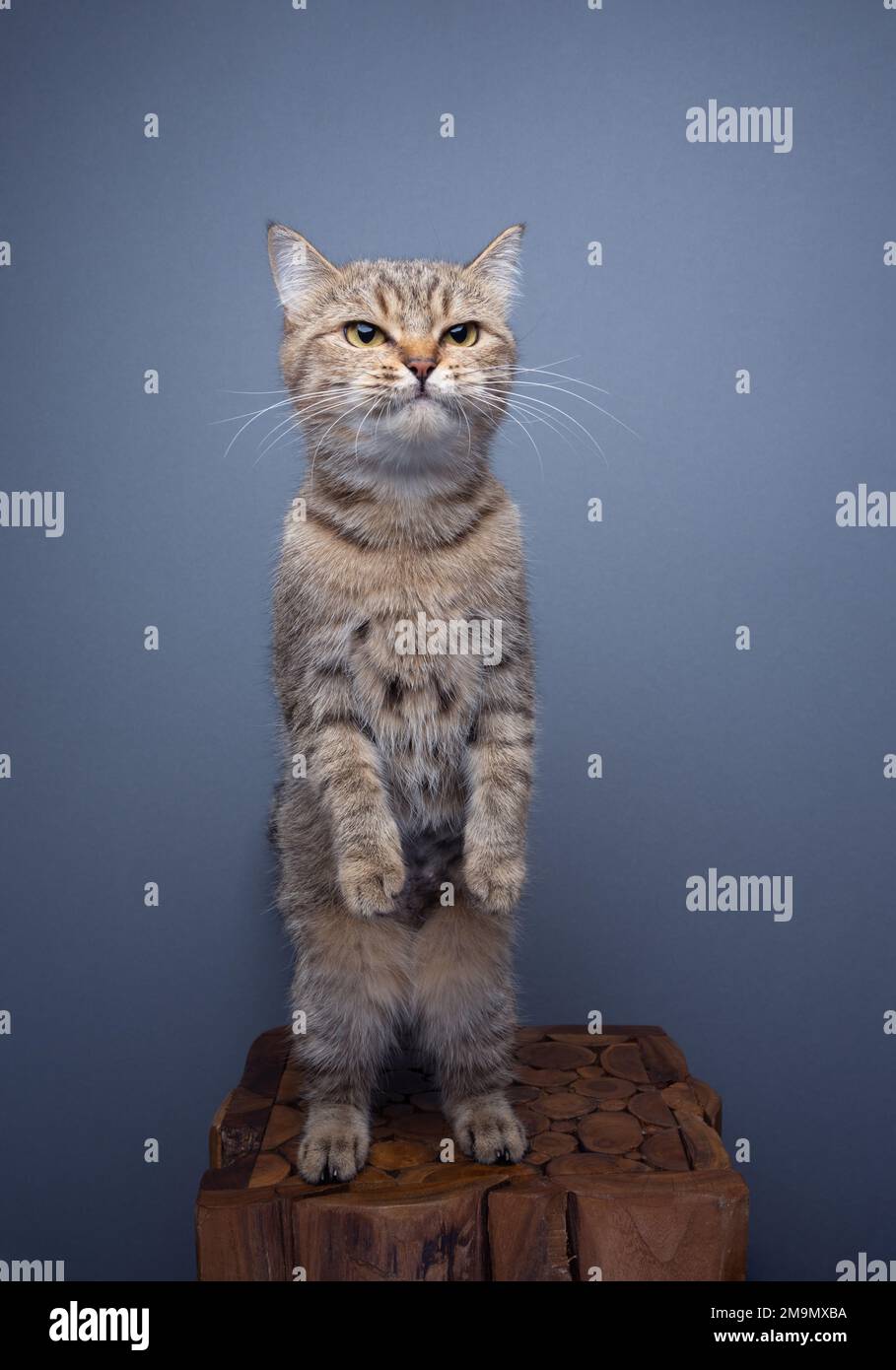 curioso gatto tabby in piedi su zampe posteriori sembra divertente come un meerkat Foto Stock