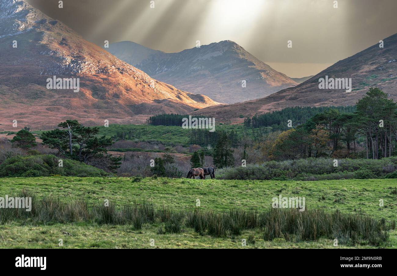 Belle montagne a Connemara, Contea di Galway, Irlanda Foto Stock