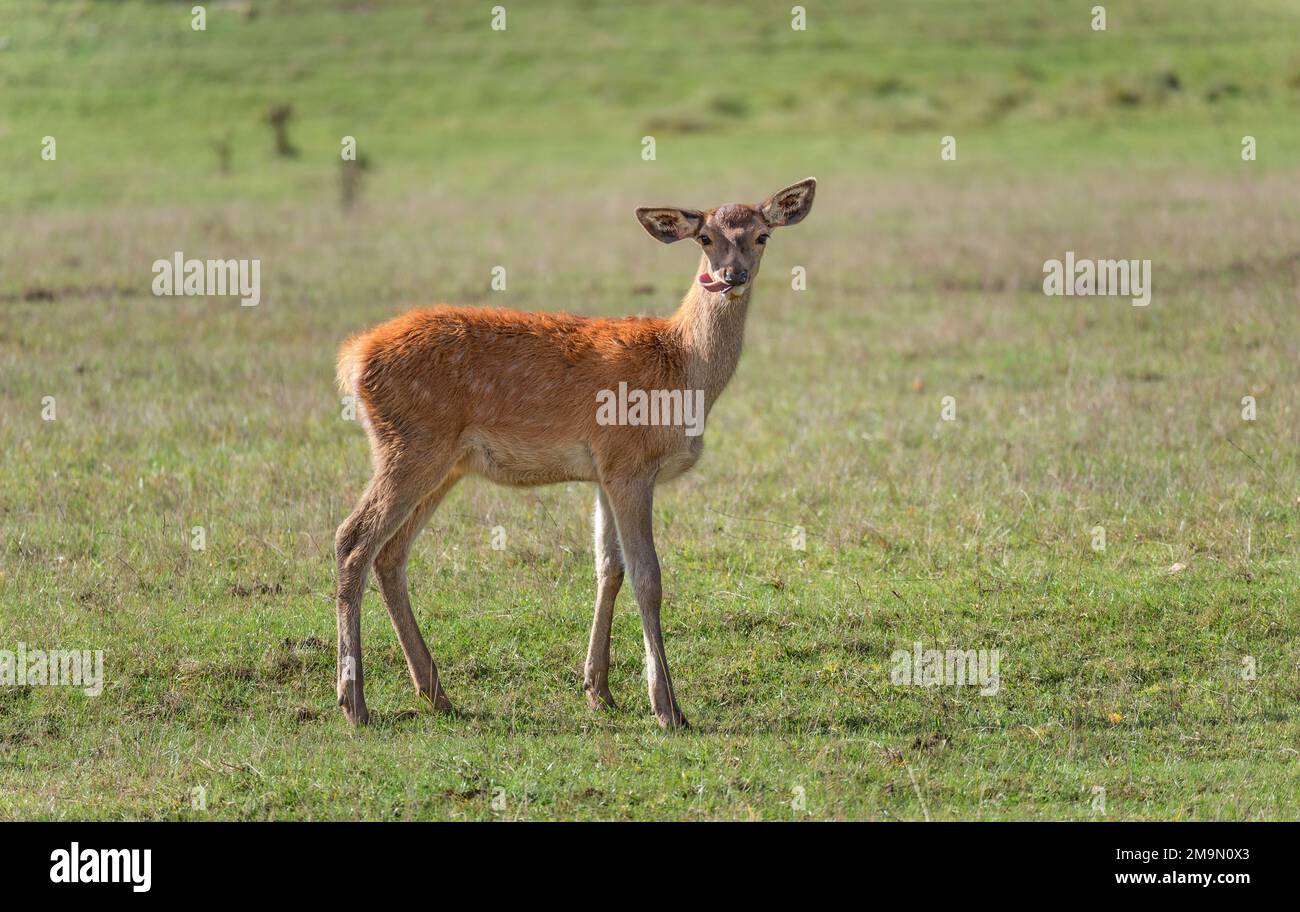 I giovani cervi pascolano in un prato in autunno Foto Stock