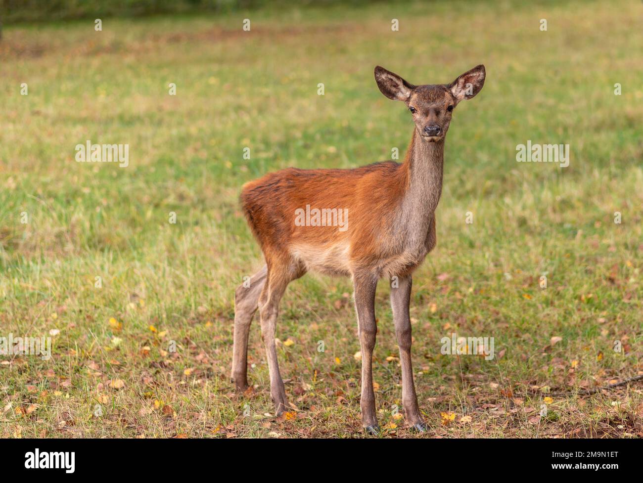 I giovani cervi pascolano in un prato in autunno Foto Stock