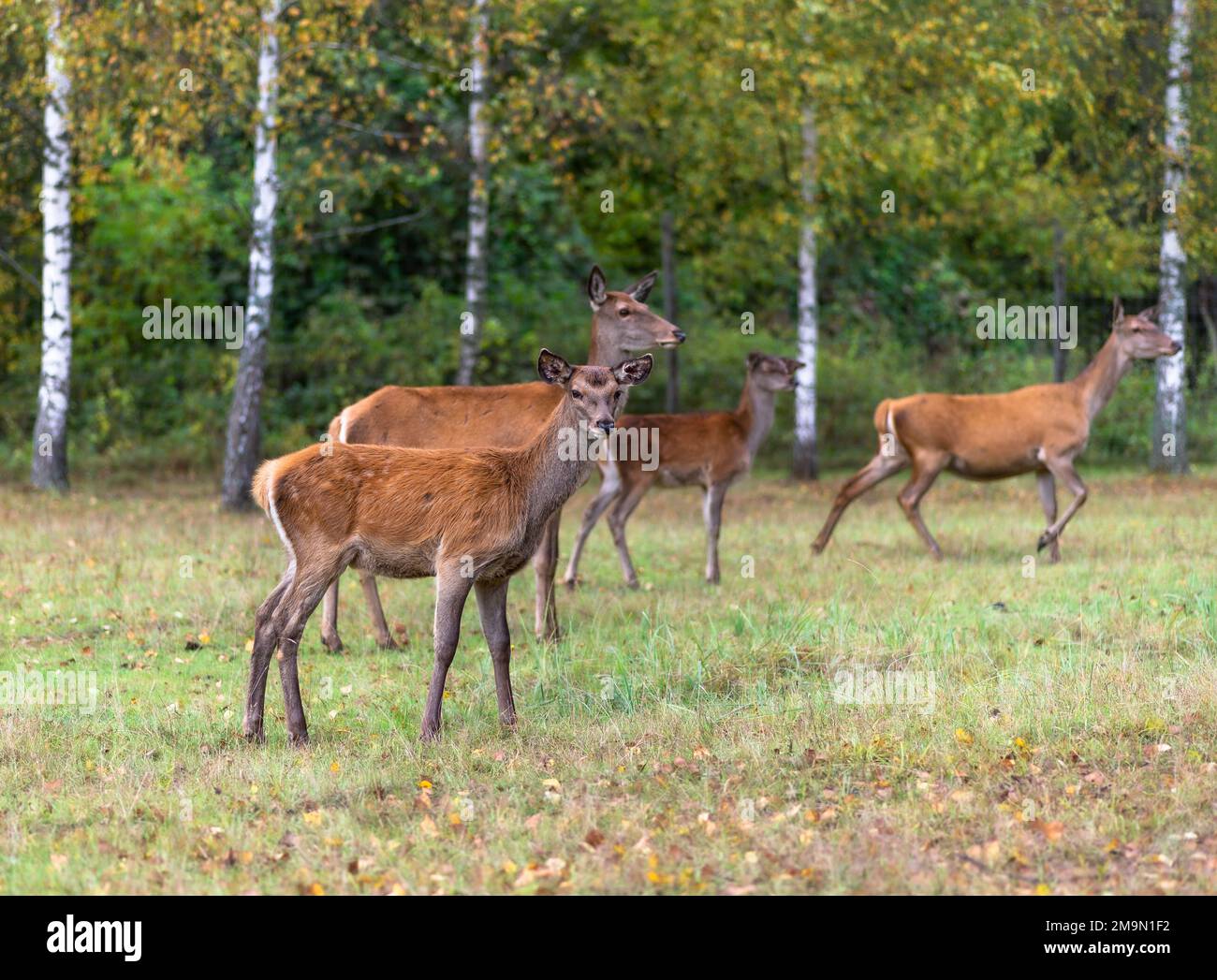 I giovani cervi pascolano in un prato in autunno Foto Stock