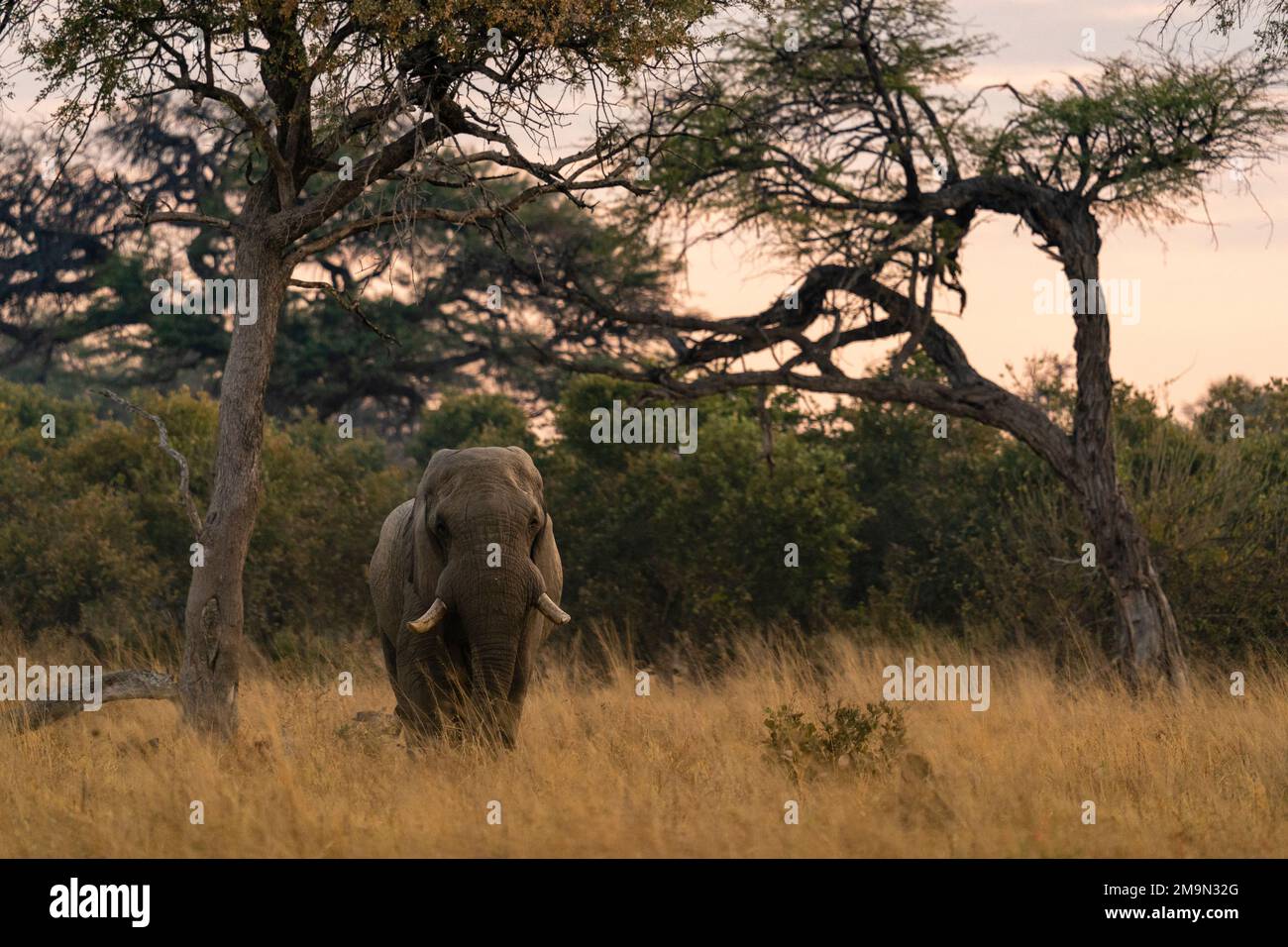 Elefante africano (Loxodonta africana), Khwai concessione, Okavango Delta, il Botswana. Foto Stock