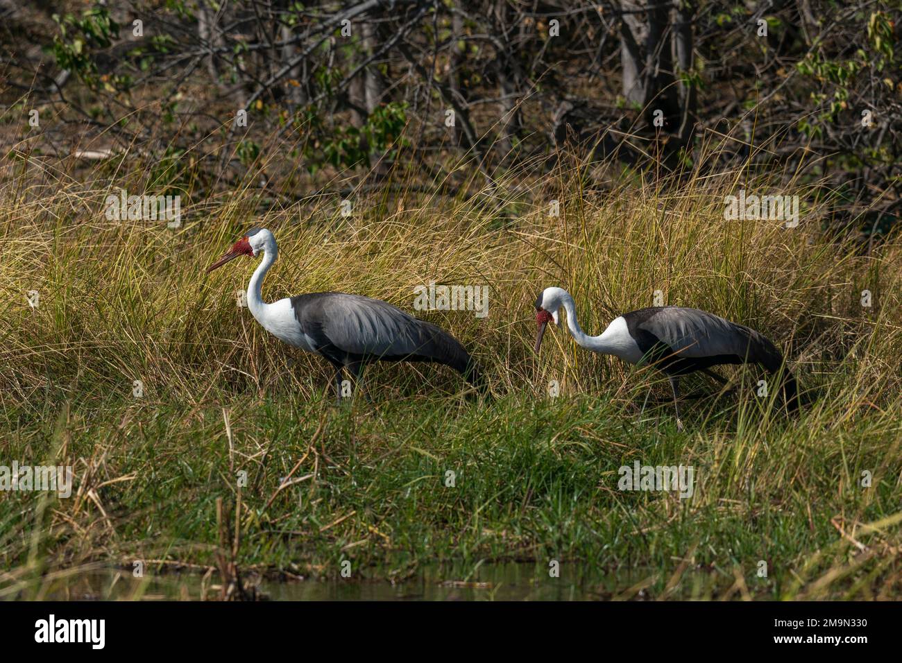 Gru a caruncola (Grus carunculata), concessione Khwai, Delta Okavango, Botswana. Foto Stock