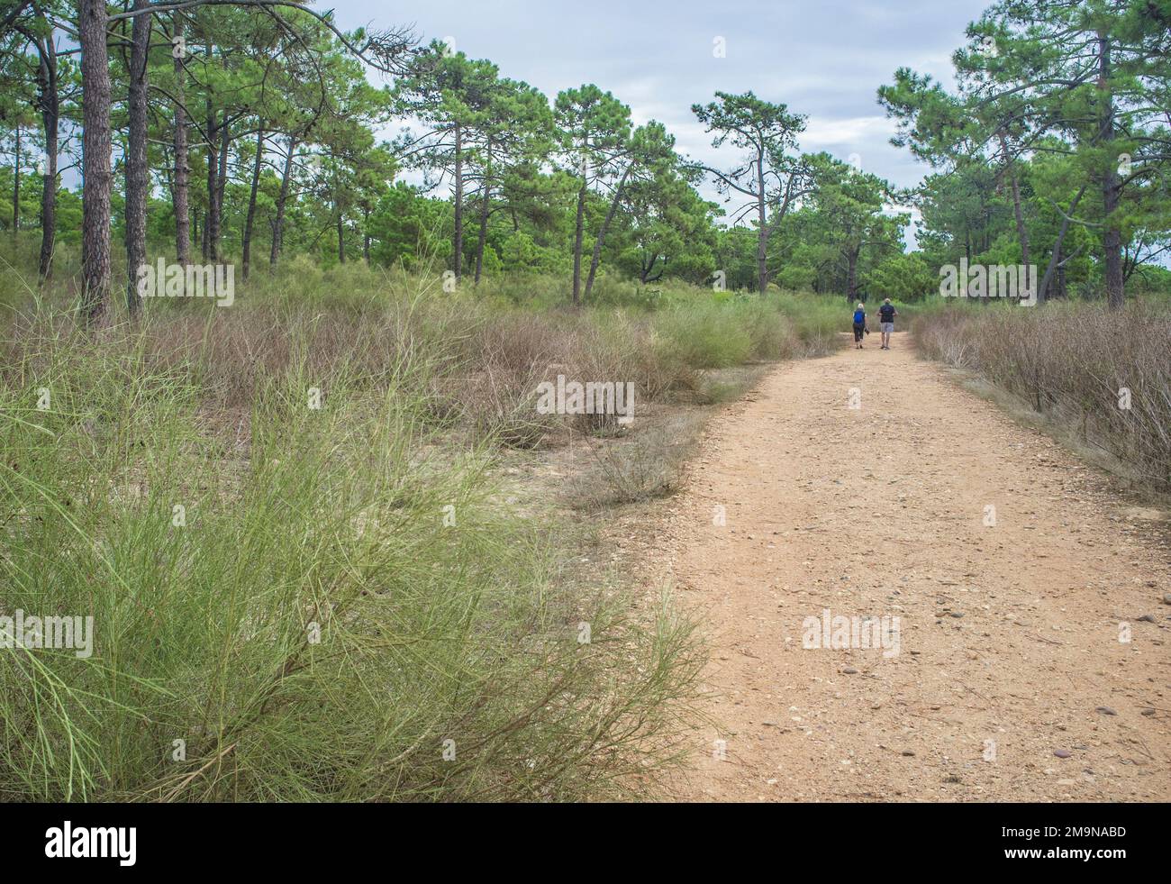 Coppia anziana cammina lungo il sentiero della foresta. Concetto di invecchiamento attivo sano Foto Stock