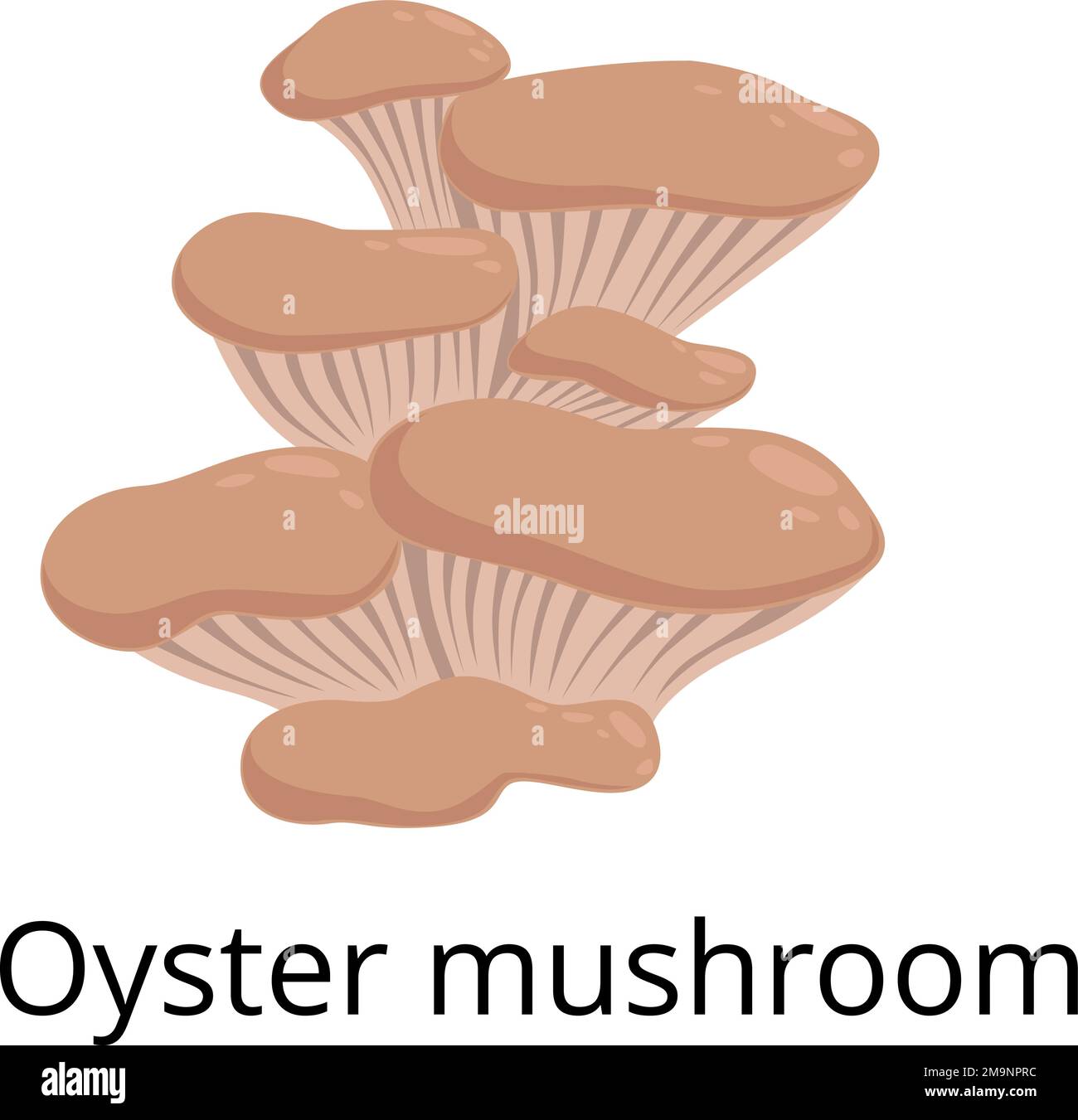 Icona del cartoon a fungo Oyster. Autunno foresta fungo Illustrazione Vettoriale