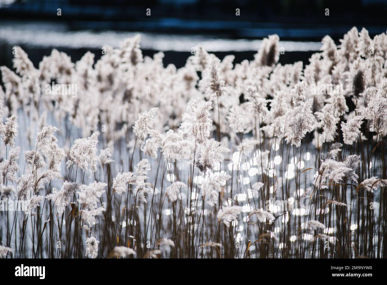 Astratto sfondo natura. Gambi di erba alta asciutta. Prato erboso di canne selvatiche. Foto Stock