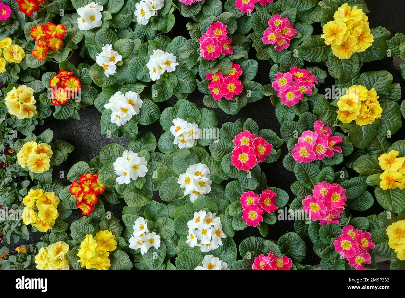 Verschiedenfarbige Primeln (Primula spec.) Im Baumarkt Foto Stock