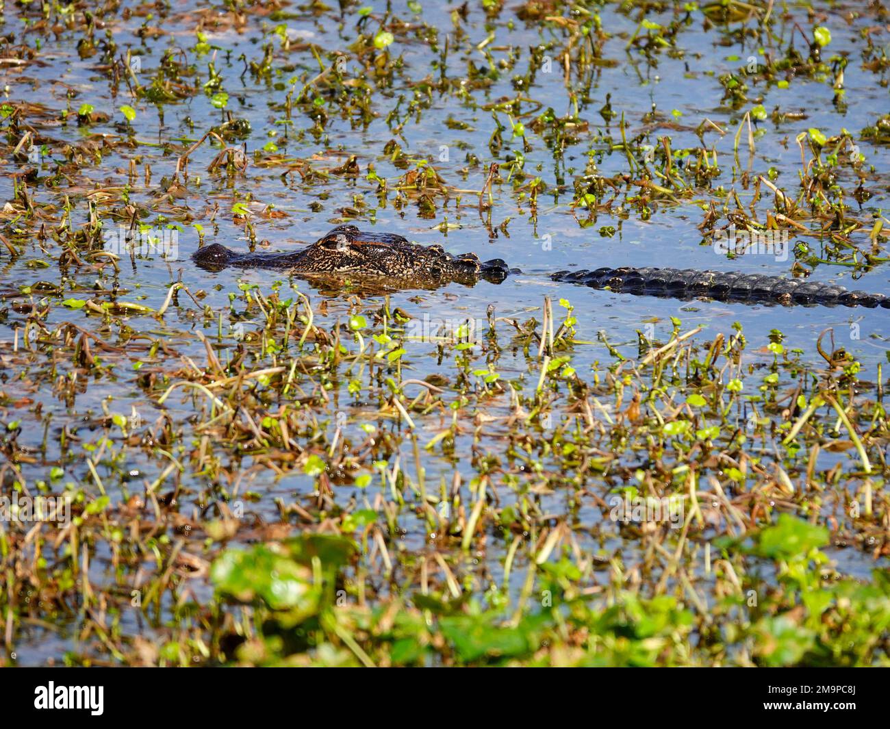 Primo piano di un giovane alligatore della Florida che nuota nel suo habitat naturale di acqua ed erba, Alachua County, Florida, USA. Foto Stock