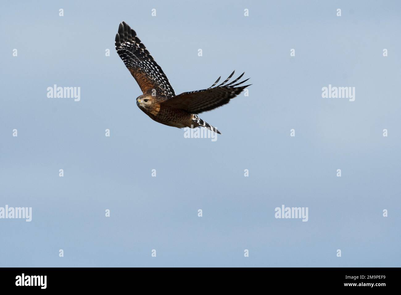 Falco rosso della spalla in volo Foto Stock