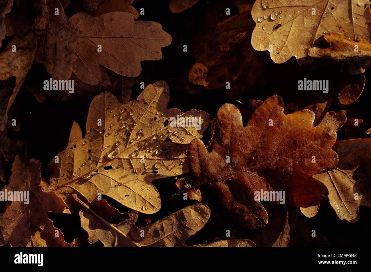 Foglie di quercia autunnale con gocce d'acqua sfondo texture. Foglie cadute asciutte sotto l'albero il giorno piovoso. Copia spazio per il testo. Messa a fuoco selettiva bassa DOF Foto Stock