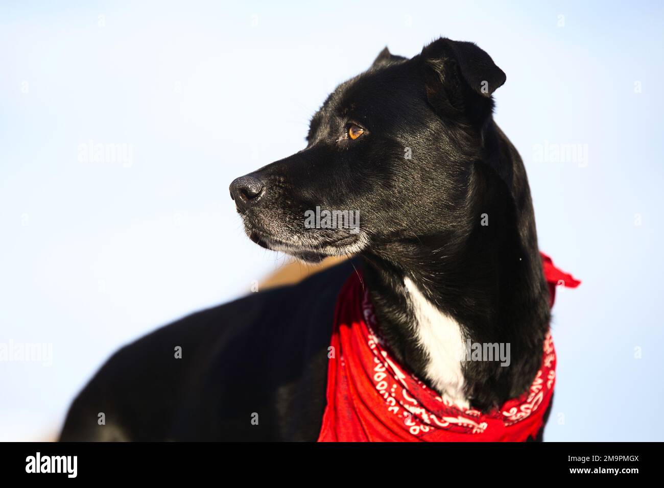 Profilo laterale di un cane nero che guarda indietro con un fazzoletto rosso intorno al collo Foto Stock