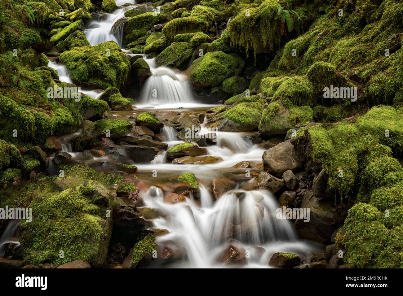 Piccolo torrente vicino a Sol Duc Falla. Olympic National Park, Washington Foto Stock