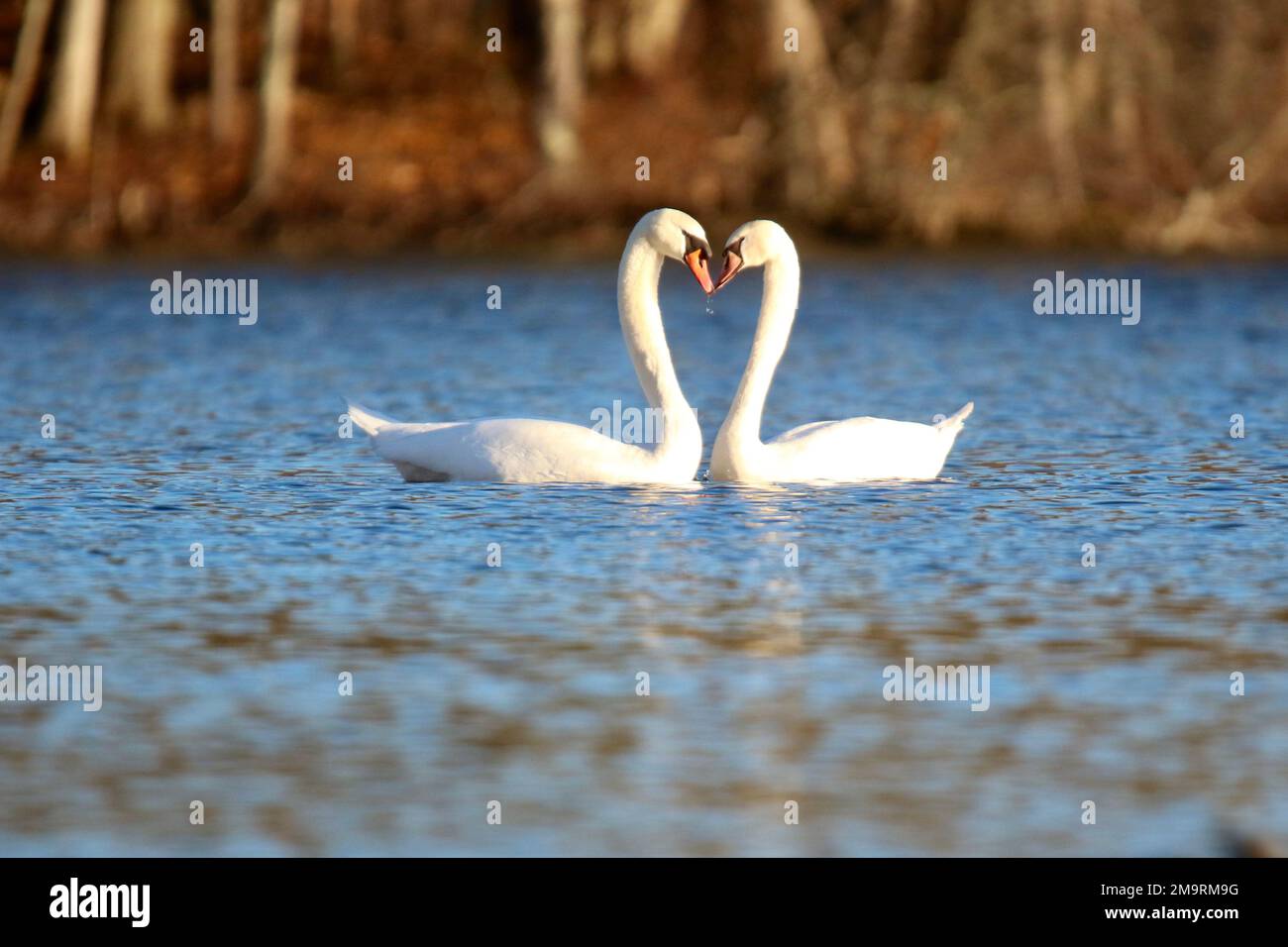 Coppia di cigni muti in cortigiana che formano un cuore con il collo Foto Stock