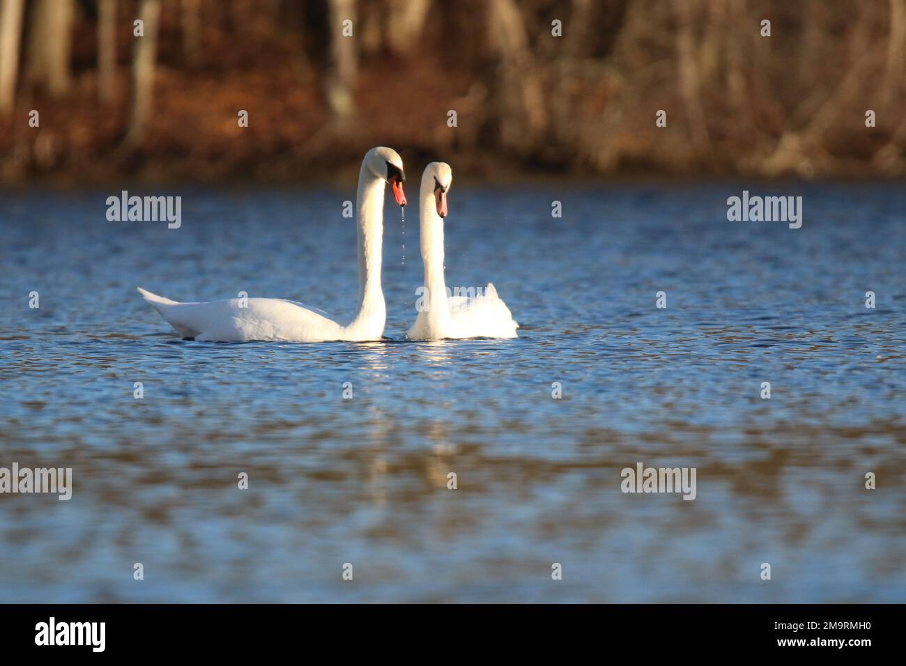 Coppia di cigni muti Cygnus olor in corteggiamento su un lago in inverno Foto Stock