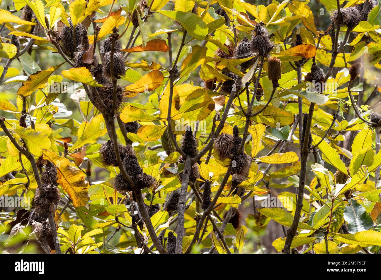 Australian Swamp Banksia piante con retroilluminazione Foto Stock