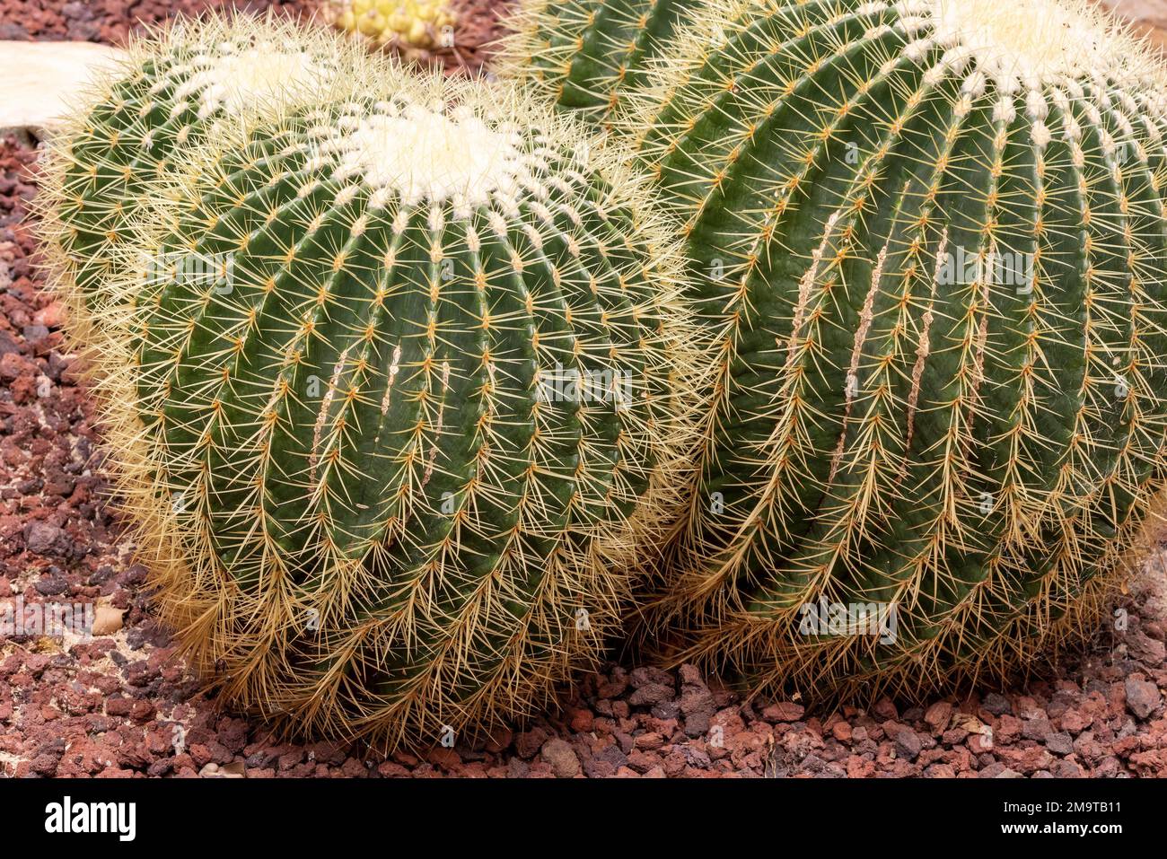 Cactus Barrel dorato in giardino Foto Stock