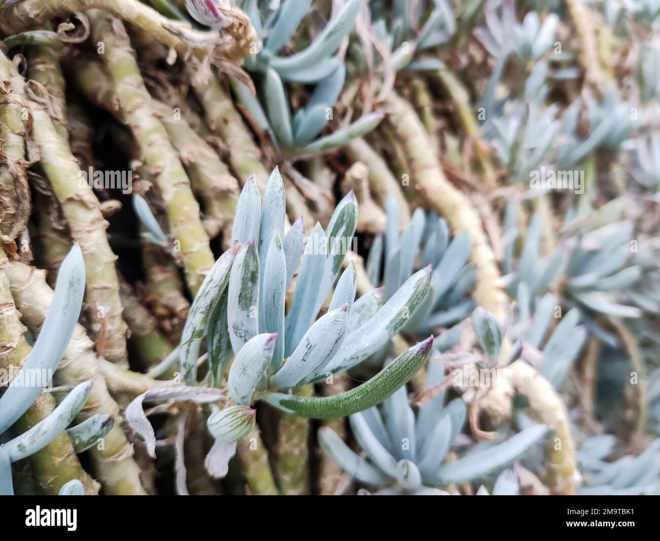 Blue-gesso Sticks piante, con il nome scientifico Senecio Serpens Foto Stock