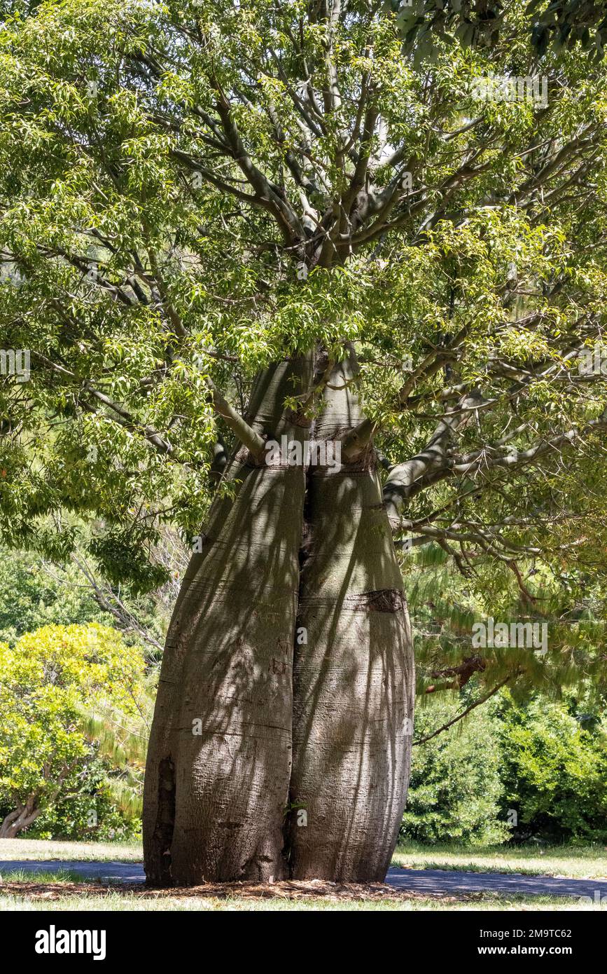 Queensland Bottle Tree che cresce nel parco Foto Stock