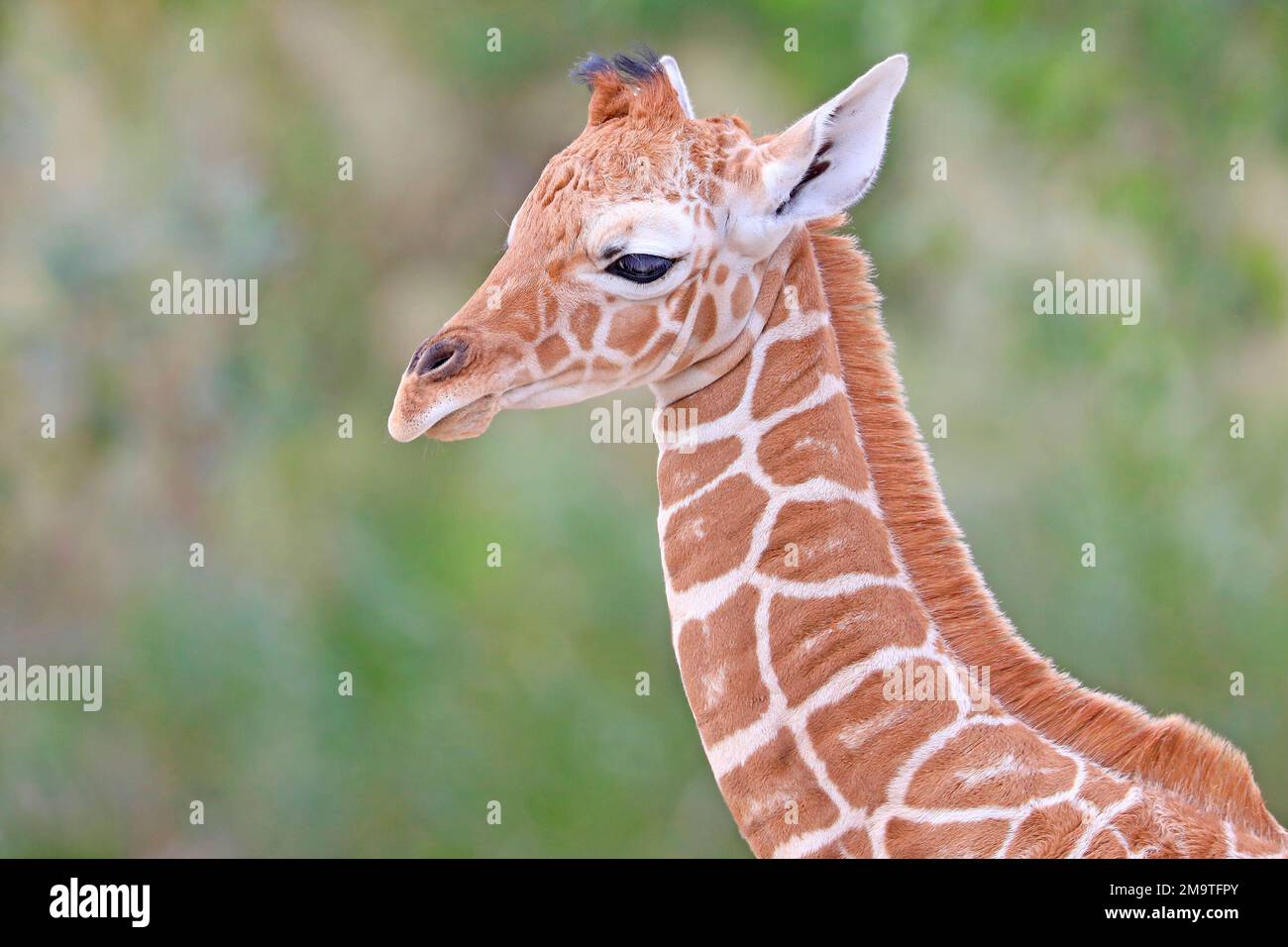 Primo piano della testa della baby giraffa Foto Stock