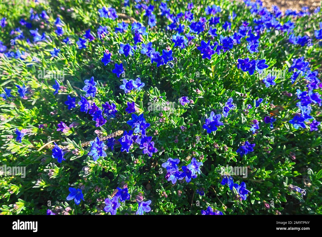 Lithodora (Lithodora diffusa) - copertura macinata multiramata con fiori blu a forma di imbuto. B.C., Canada. Foto Stock