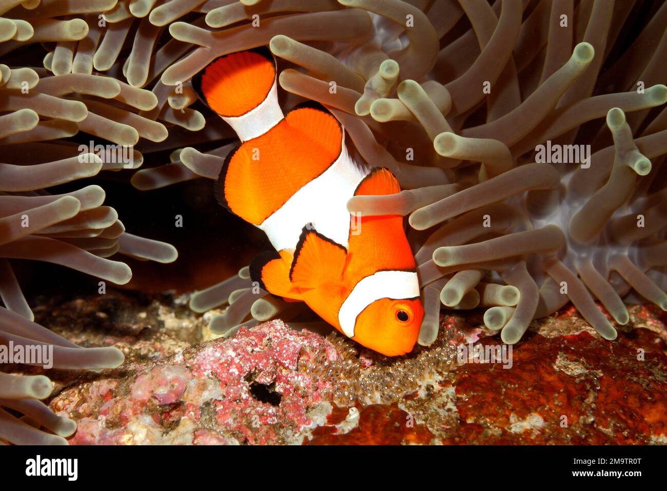 Clown anemonefish Amphirion ocellaris tendente uova deposte alla base del magnifico ospite Anemone, Heteractis magnifica. Gli occhi dello sviluppo Foto Stock