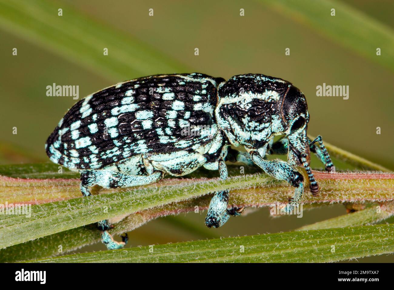 Botany Bay Weevil, Chrysolopus spectabilis. Conosciuto anche come Botany Bay Diamond Beetle, Botany Bay Diamond Weevil e Sapphire Weevil. Coffs Harbour, New South Wales Foto Stock