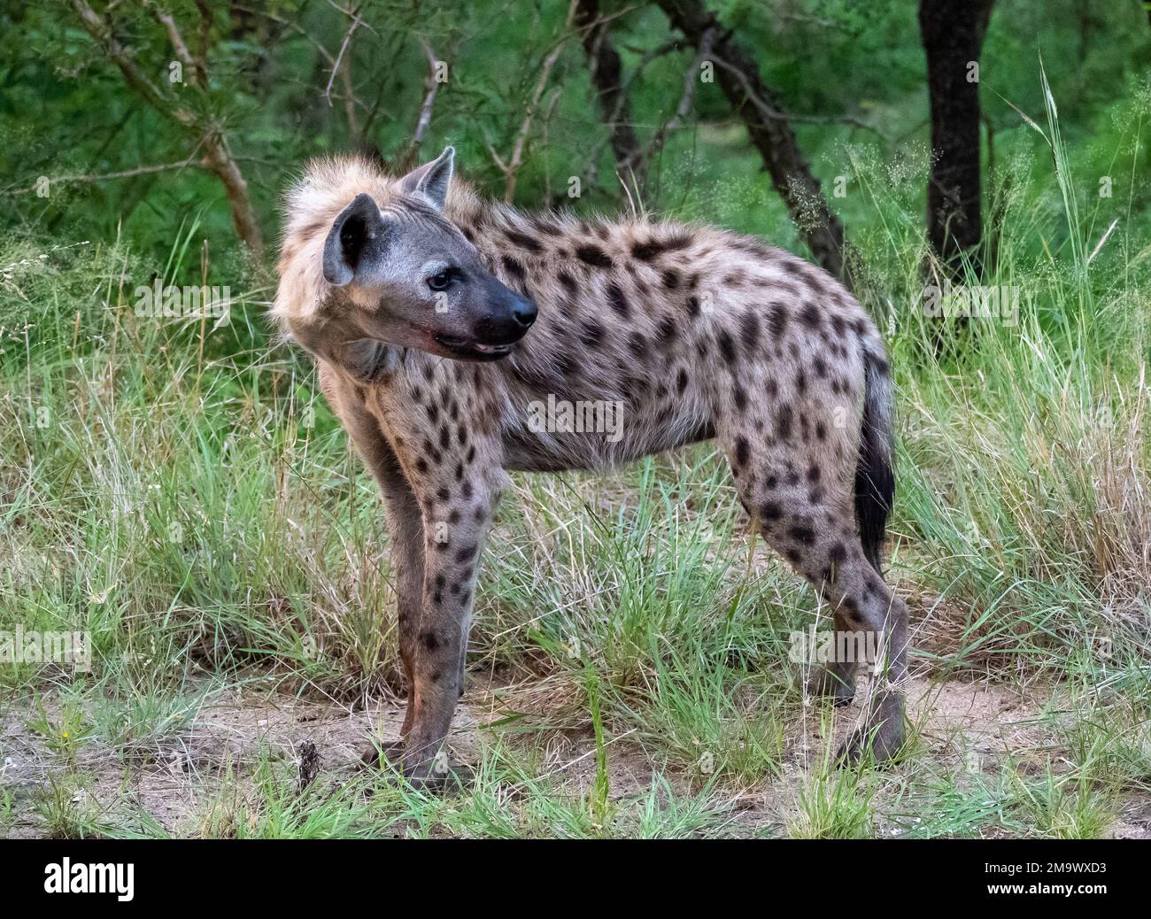 Un Hyena spotted (crota di Crocuta), o Laughing Hyena, nel cespuglio. Kruger National Park, Sudafrica. Foto Stock