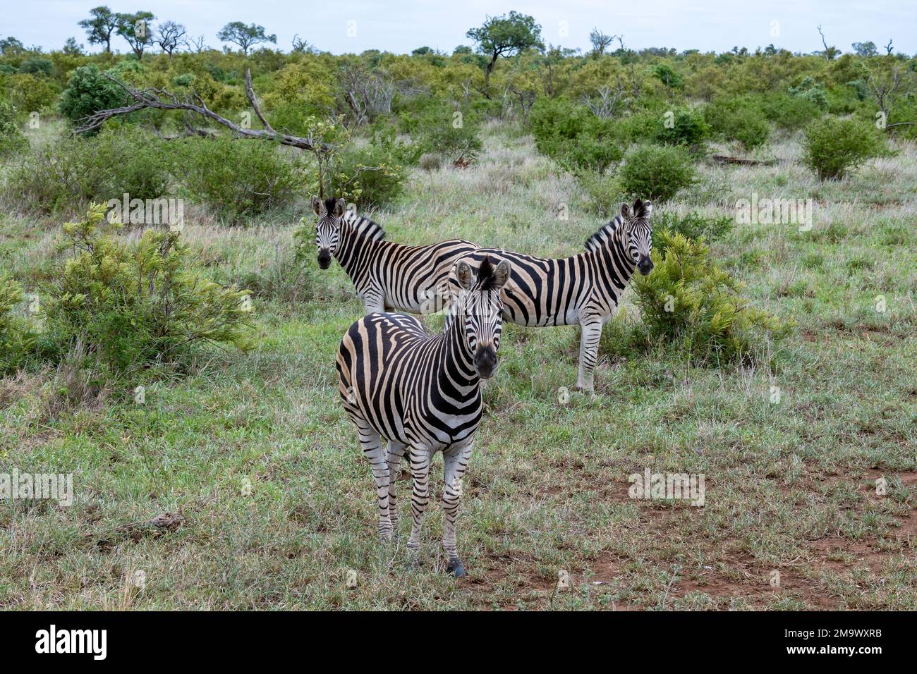 Tre pianure Zebras (Equus quagga) sulla savana. Kruger National Park, Sudafrica. Foto Stock